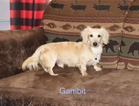 Pearl, a male Miniature Dachshund for sale in Lovely, KY – Photo 8 of 8