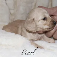 Pearl  AKC/CKC  + pedigree, a female Miniature Dachshund for sale in Lovely, KY – Photo 7 of 10