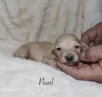 Pearl, a male Miniature Dachshund for sale in Lovely, KY – Photo 4 of 8