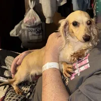 Pearl  AKC/CKC  + pedigree, a female Miniature Dachshund for sale in Lovely, KY – Photo 9 of 10