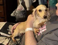 Pearl, a male Miniature Dachshund for sale in Lovely, KY – Photo 7 of 8