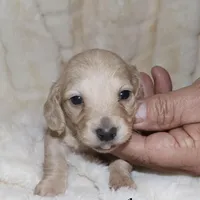 Pearl  AKC/CKC  + pedigree, a female Miniature Dachshund for sale in Lovely, KY – Photo 8 of 10