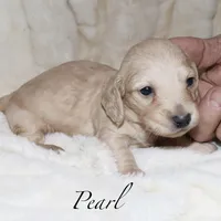 Pearl  AKC/CKC  + pedigree, a female Miniature Dachshund for sale in Lovely, KY – Photo 5 of 10