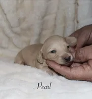 Pearl, a male Miniature Dachshund for sale in Lovely, KY – Photo 5 of 8