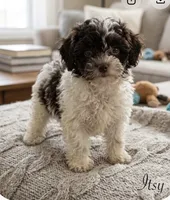 Itsy, a female Poodle - Toy  for sale in Lovely, KY – 4 of 4