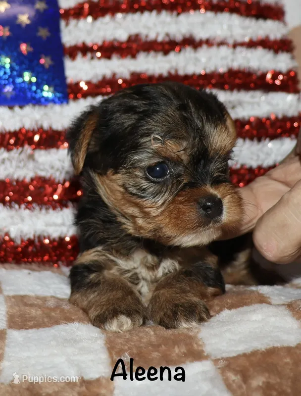 Aleena – Yorkshire Terrier puppy for sale in Lovely, KY