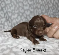 Kaylee (tiny girl), a female Miniature Dachshund for sale in Lovely, KY – 6 of 10