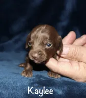 Kaylee (tiny LH), a female Miniature Dachshund for sale in Lovely, KY – 2 of 5