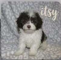 Itsy  tiny girl 4 lbs full grown t, a female Poodle - Toy  for sale in Lovely, KY – 8 of 9