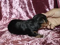 Aleena, a female Yorkshire Terrier for sale in Lovely, KY – 7 of 7