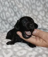 Kanan (Longhaired) solid black, a male Miniature Dachshund for sale in Lovely, KY – 7 of 7