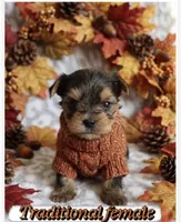 Traditional female, a female Yorkshire Terrier for sale in Lovely, KY – 1 of 3