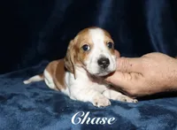 Chase, a male Miniature Dachshund for sale in Lovely, KY – 2 of 6