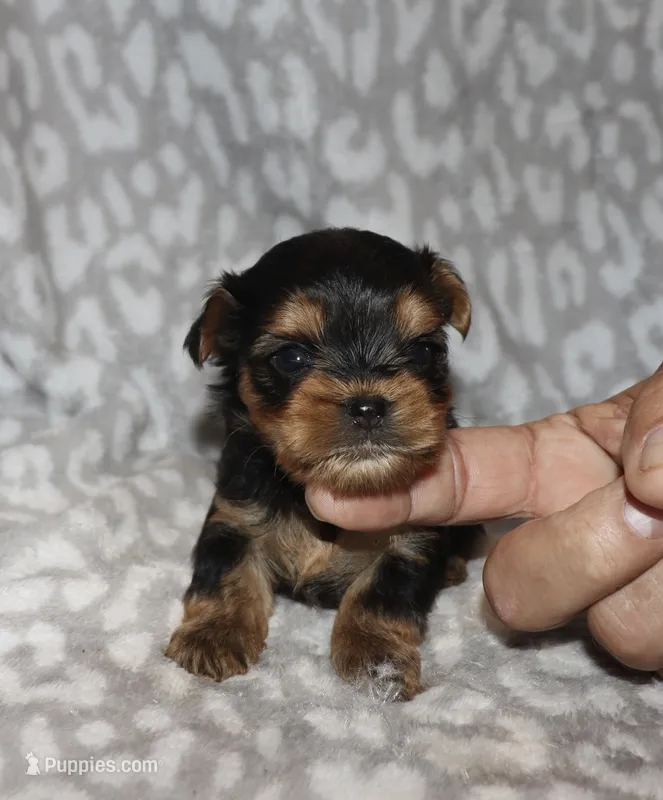 Sunny - – Yorkshire Terrier puppy for sale in Lovely, KY