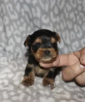 Sunny -, a male Yorkshire Terrier for sale in Lovely, KY – 1 of 4
