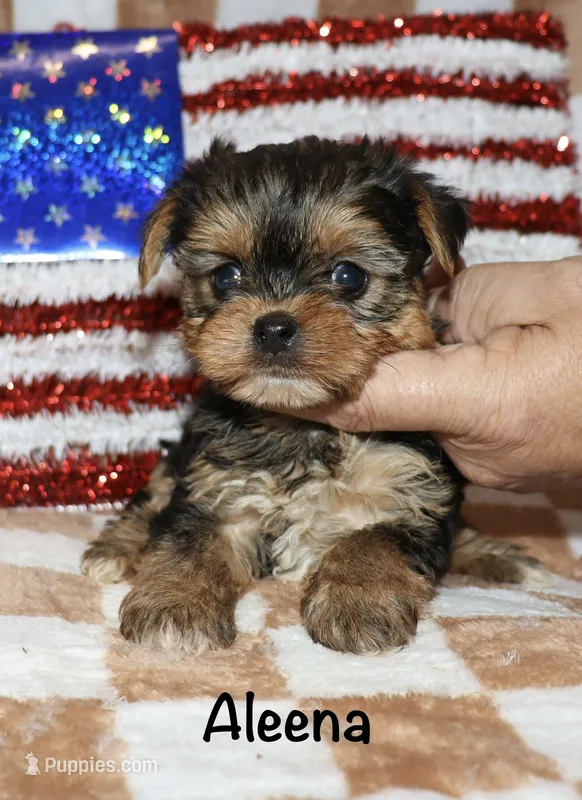 Aleena – Yorkshire Terrier puppy on hold in Lovely, KY
