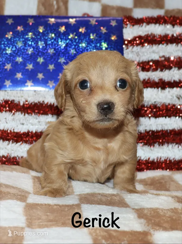 Gerick - LH – Miniature Dachshund puppy for sale in Lovely, KY