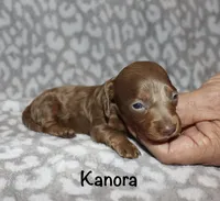 Kanora (longhaired) isabella, a female Miniature Dachshund for sale in Lovely, KY – 4 of 7