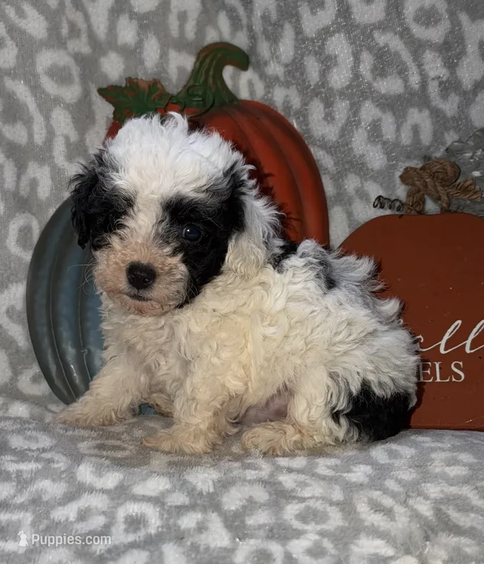 Millie – Poodle - Miniature  puppy for sale in Lovely, KY