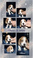 Chase, a male Miniature Dachshund for sale in Lovely, KY – 6 of 6