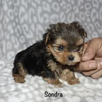 Tiny Sondra, a female Yorkshire Terrier for sale in Lovely, KY – 7 of 8