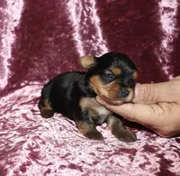 Alesia, a female Yorkshire Terrier for sale in Lovely, KY – 7 of 7