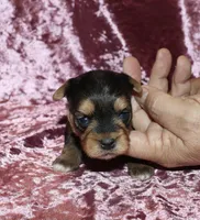 Aleena, a female Yorkshire Terrier for sale in Lovely, KY – 4 of 7