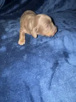 Cora, a female Miniature Dachshund for sale in Lovely, KY – 4 of 4