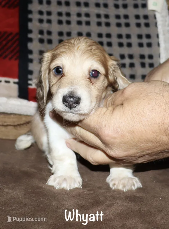 Whyatt (Longhaired) – Miniature Dachshund puppy for sale in Lovely, KY