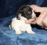 Doodle, a male Poodle - Toy  for sale in Lovely, KY – 5 of 5