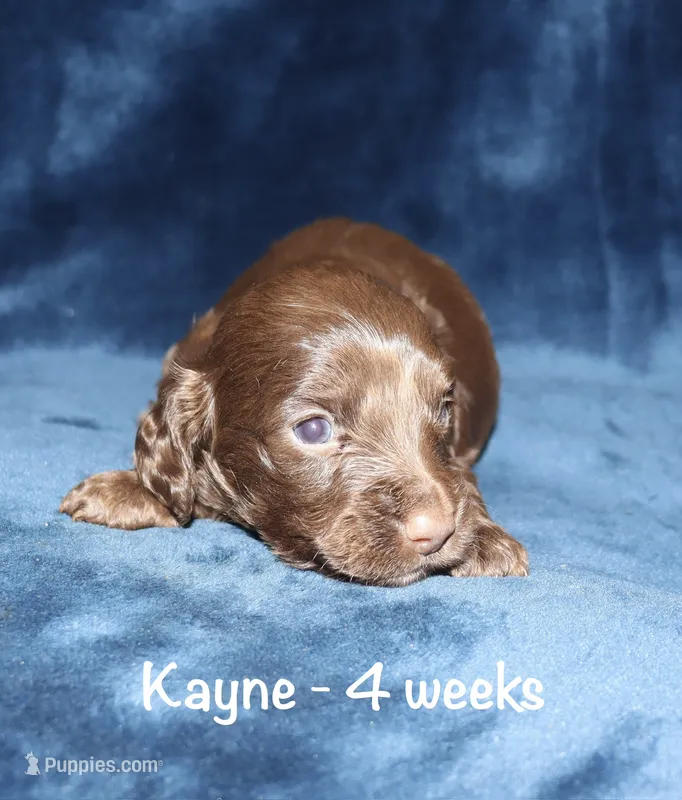 Kayne (LH) – Miniature Dachshund puppy for sale in Lovely, KY