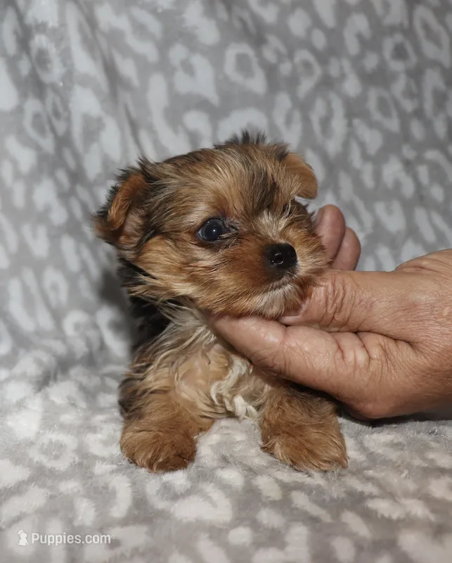 Tiny Sonia - merle – Yorkshire Terrier puppy for sale in Lovely, KY