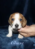 Chase, a male Miniature Dachshund for sale in Lovely, KY – 4 of 6