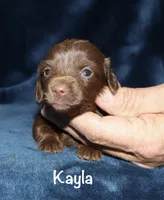 Kayla (LH), a female Miniature Dachshund for sale in Lovely, KY – 3 of 6