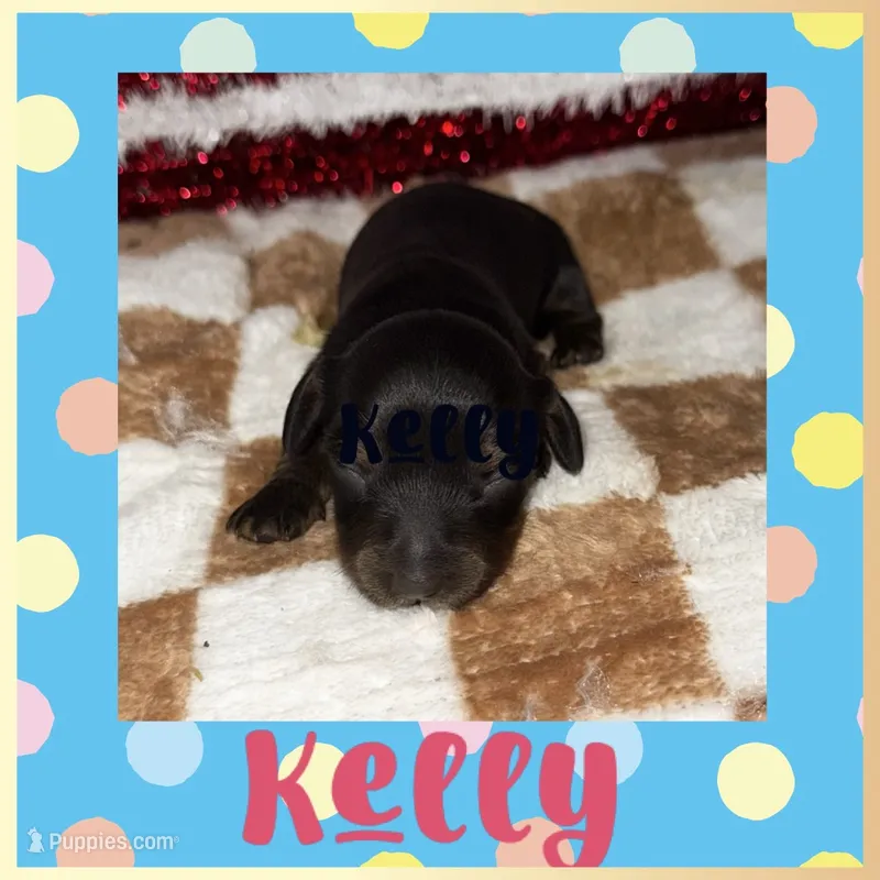 Kelly (longhaired) – Miniature Dachshund puppy for sale in Lovely, KY