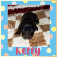 Kelly (longhaired), a female Miniature Dachshund for sale in Lovely, KY – 1 of 8