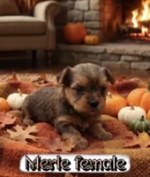 Merle female, a female Yorkshire Terrier for sale in Lovely, KY – 2 of 2