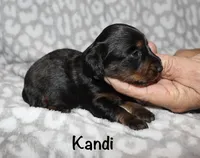 Kandi (longhaired) black and tan, a female Miniature Dachshund for sale in Lovely, KY – 3 of 5