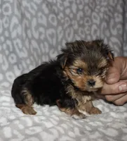 Tiny Sondra, a female Yorkshire Terrier for sale in Lovely, KY – 8 of 8