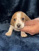 Chase, a male Miniature Dachshund for sale in Lovely, KY – 4 of 4
