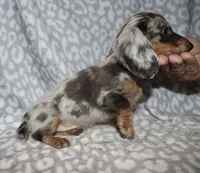 Coral- blue dapple, a female Miniature Dachshund for sale in Lovely, KY – 6 of 6