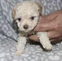 Casper tiny male 4 lbs, a male Poodle - Toy  for sale in Lovely, KY – 9 of 9