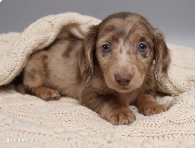 Coral LH Isabella dapple – Miniature Dachshund puppy for sale in Lovely, KY
