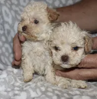 Donna, a female Poodle - Toy  for sale in Lovely, KY – 3 of 7