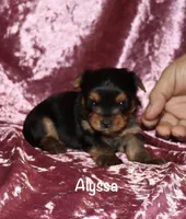 Alyssa, a female Yorkshire Terrier for sale in Lovely, KY – 5 of 6