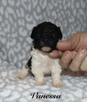 Vanessa, a female Poodle - Toy  for sale in Lovely, KY – 4 of 7