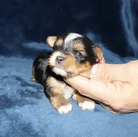 Allen, a male Yorkshire Terrier for sale in Lovely, KY – 4 of 6
