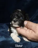 Victor, a male Poodle - Toy  for sale in Lovely, KY – 4 of 5