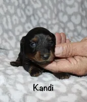 Kandi (longhaired) black and tan, a female Miniature Dachshund for sale in Lovely, KY – 2 of 5