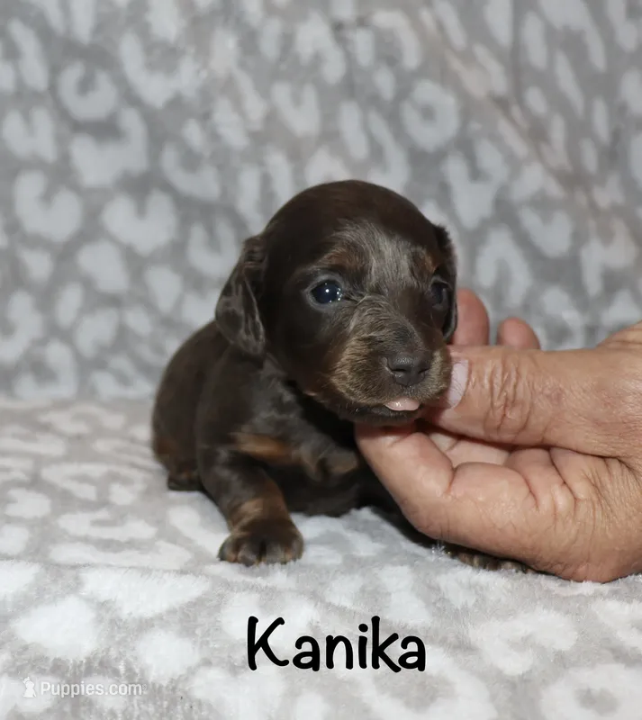 Kanika (Longhaired) blue – Miniature Dachshund puppy for sale in Lovely, KY